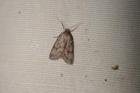 Pachycnemia hippocastanaria hippocastanaria