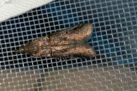 Acrobasis obliqua