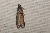 Acrobasis obliqua