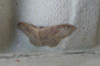 Idaea degeneraria