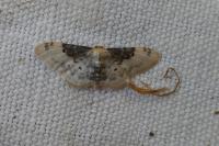 Idaea filicata
