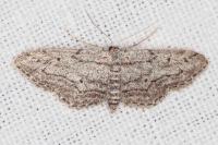 Idaea calunetaria