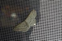 Idaea seriata