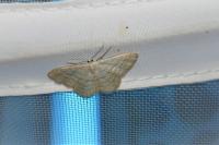 Idaea subsericeata