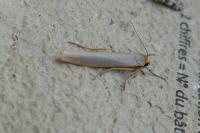 Eilema caniola