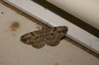 Peribatodes rhomboidaria rhomboidaria
