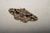 Peribatodes umbraria umbraria