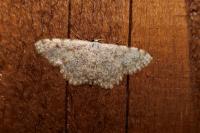 Scopula submutata roseonitens