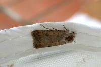 Caradrina clavipalpis