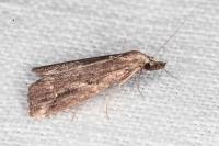 Schrankia costaestrigalis