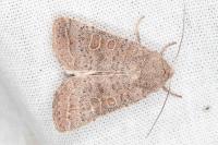 Hoplodrina ambigua