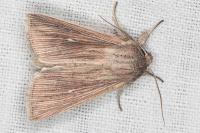 Mythimna congrua