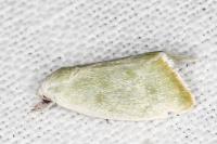 Earias vernana