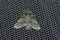 Thaumetopoea processionea
