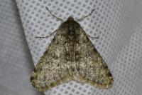 Phigalia pilosaria
