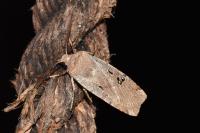 Conistra rubiginosa