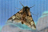 Biston strataria
