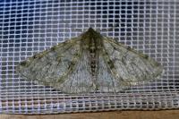 Phigalia pilosaria