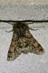 Apocheima hispidaria
