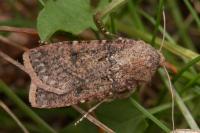 Agrotis segetum
