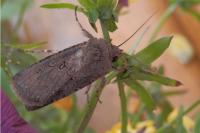 Agrotis segetum