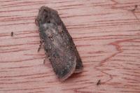 Agrotis segetum