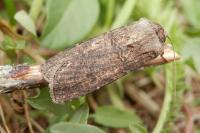 Agrotis segetum