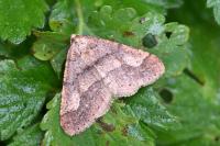 Phigaliohybernia marginaria