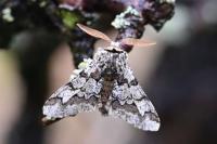 Biston strataria