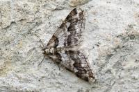 Agriopis leucophaearia