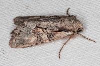 Lacanobia w-latinum