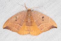 Watsonalla binaria