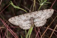 Hypomecis punctinalis