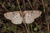 Hypomecis punctinalis