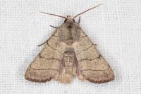 Charanyca trigrammica
