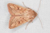 Mythimna vitellina
