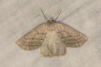Chemerina caliginearia