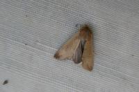 Mythimna unipuncta