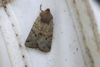 Spudaea ruticilla