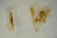 Phycitodes albatella