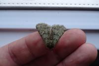 Phigalia pilosaria