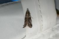 Acrobasis obliqua
