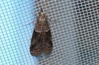Acrobasis obliqua