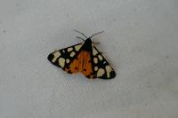 Arctia villica