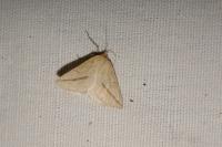 Aspitates gilvaria