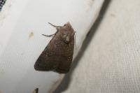 Caradrina flavirena/noctivaga