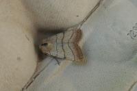 Charanyca trigrammica