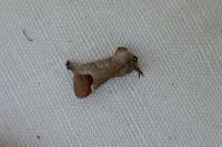 Clostera curtula