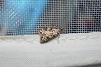 Eudonia delunella