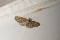 Eupithecia dodoneata